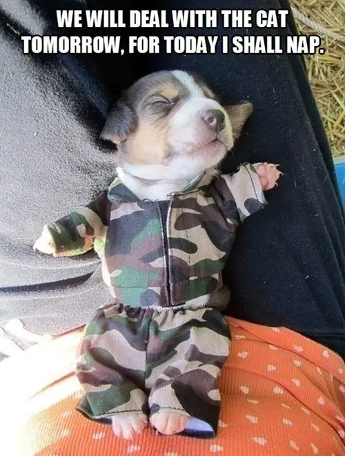 Corgi puppy wearing an army suit while sleeping on its owner's lap and a text 