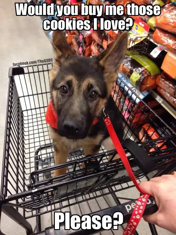 A German Shepherd sitting inside the shopping cart with its begging face photo with text - Would you buy be those cookies I love? Please?