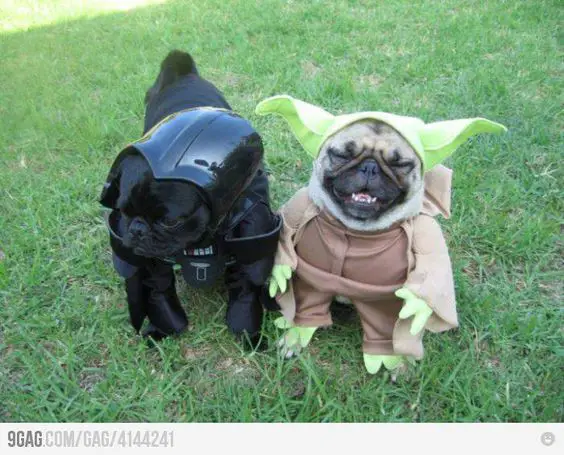 smiling pug in the green grass wearing its yoda costume