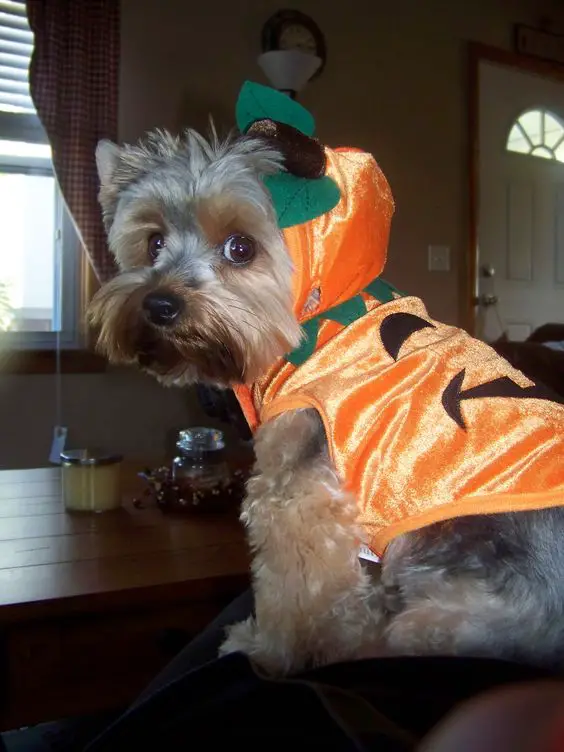  Yorkie wearing a pumpkin costume