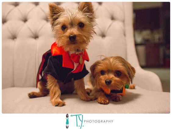 two Yorkies in a red and black suit