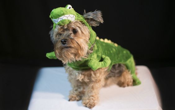 Yorkie in crocodile outfit