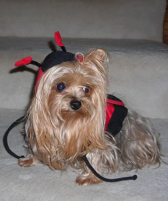 Yorkie in lady bug outfit