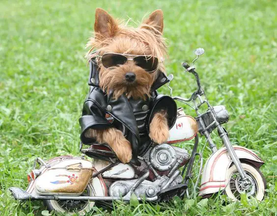 Yorkie on a motorcycle in a rider leather jacket outfit