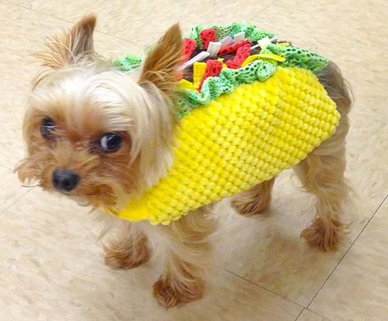 Yorkie in a taco costume