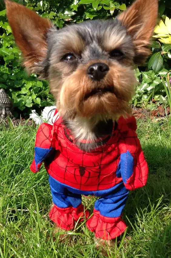 Yorkie in spiderman costume
