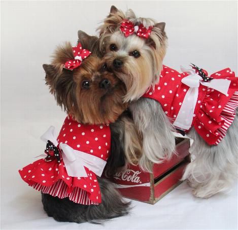 two Yorkies in red pulka dots outfit while leaning on each other