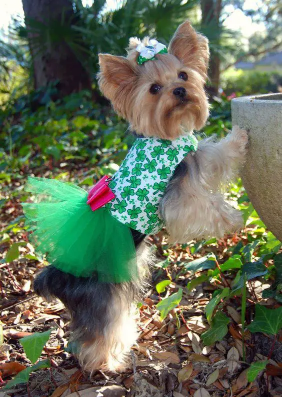 Yorkie in clover printed top and green tutu