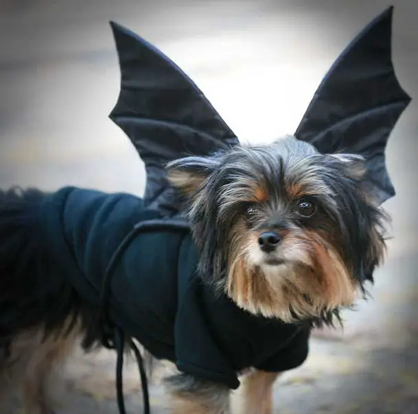 Yorkie in bat costume
