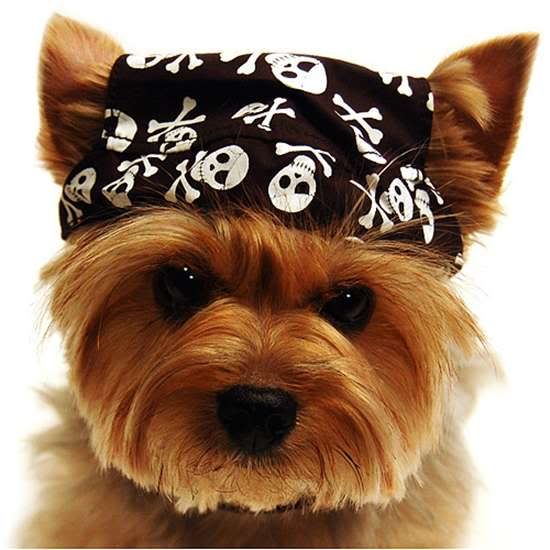 Yorkie with a black pirate scarf