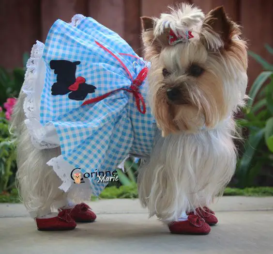  Yorkie in a blue checkered dress