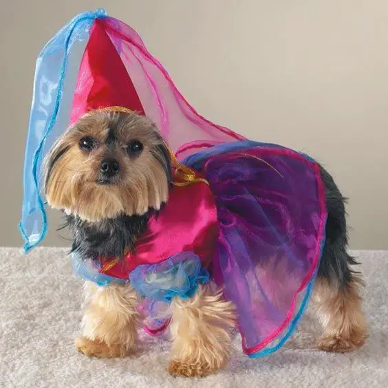 Yorkie in pink medieval cone shaped hat princess outfit