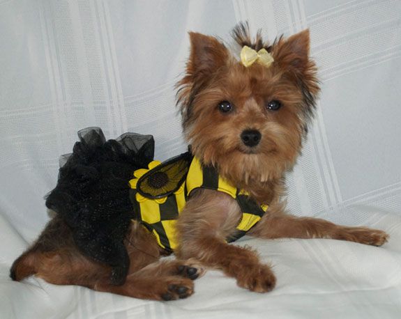 Yorkie in cute bee outfit