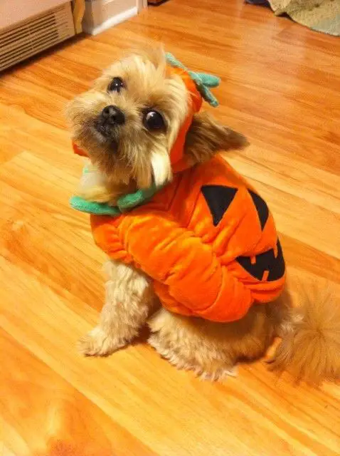 Yorkie in pumpkin costume while sitting on the floor