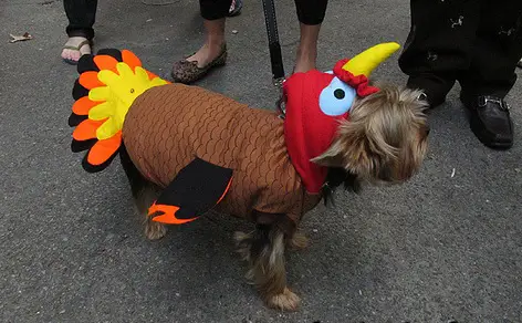 Yorkie in chicken costume