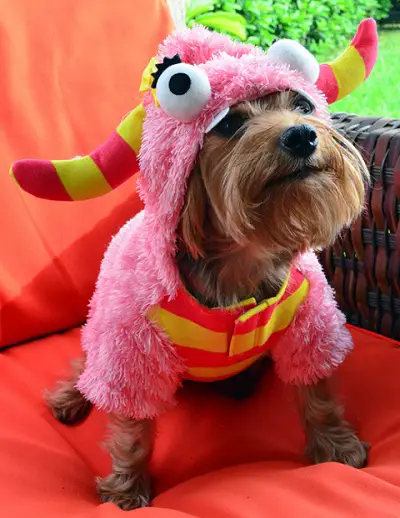 Yorkie in colorful sheep costume