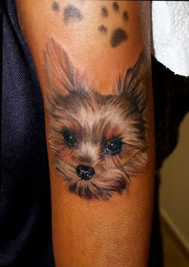 adorable realistic face of a yorkie tattoo on the shoulder