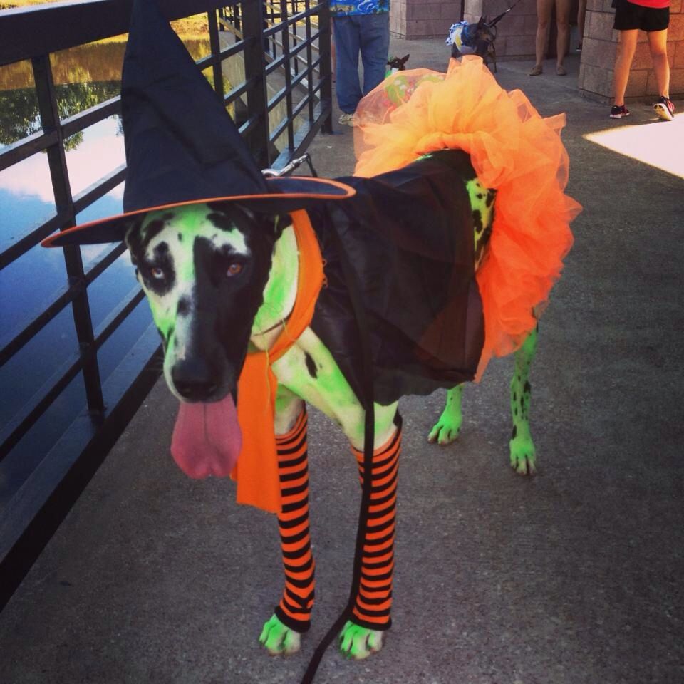 Great Dane wearing witch costume standing by the fence