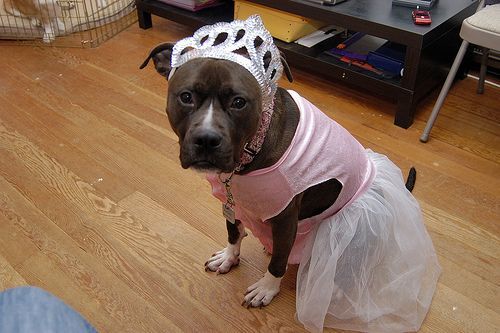 A Pit Bull in princess costume while sitting on the floor