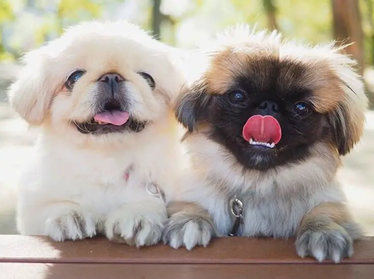 Pekingese dogs across the wooden table outdoors