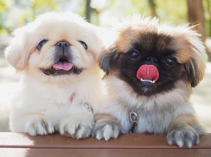 Pekingese dogs across the wooden table outdoors