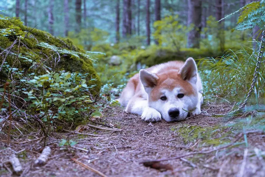 An Akita Inu lying in the forest