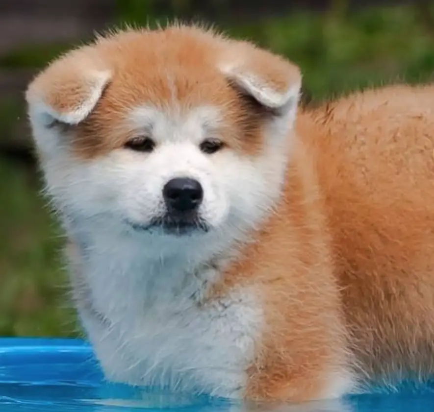 An Akita Inu standing inside an inflatable pool in the yard