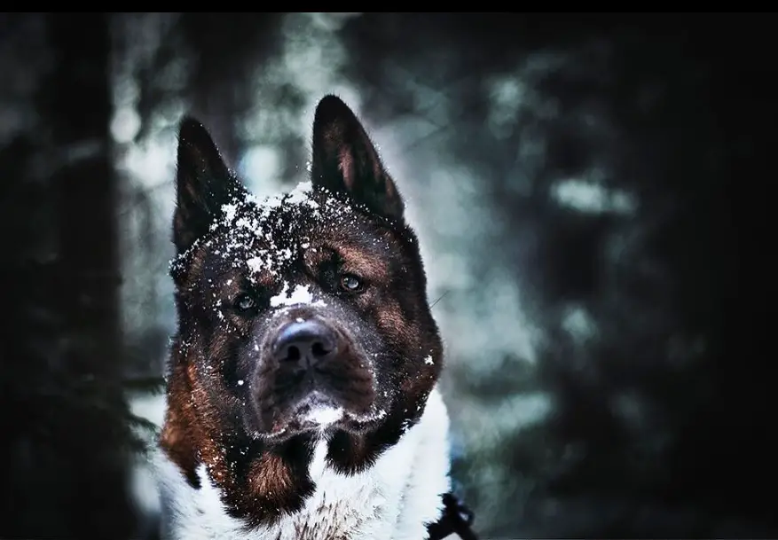 An Akita Inu in the forest with snow on its face