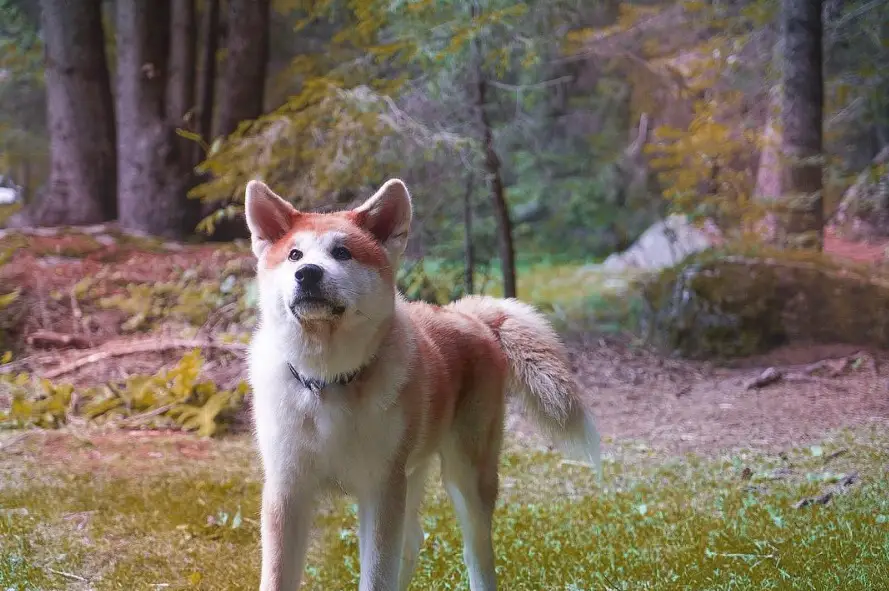 An Akita Inu standing in the forest while looking up with its begging face