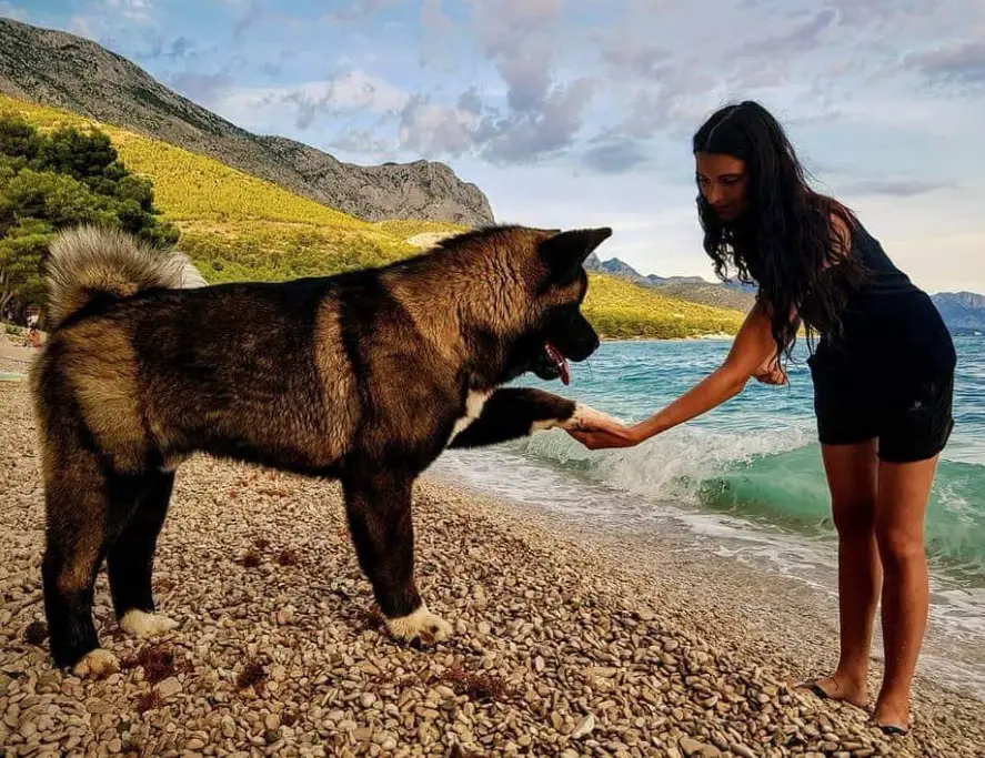 An Akita Inu standing by the seashore while giving a paw to the woman standing in front of him