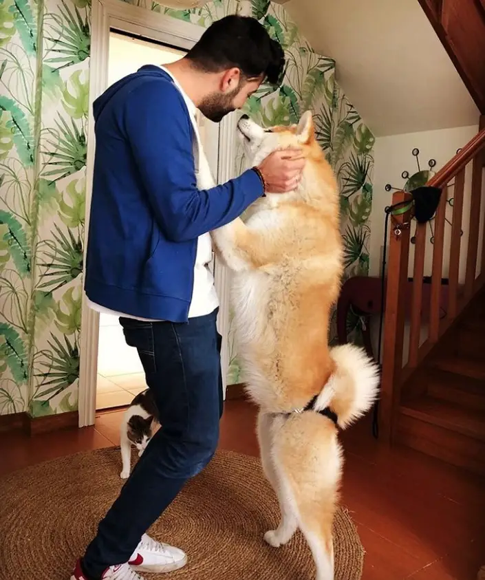 An Akita Inu standing up leaning towards the man in front of him