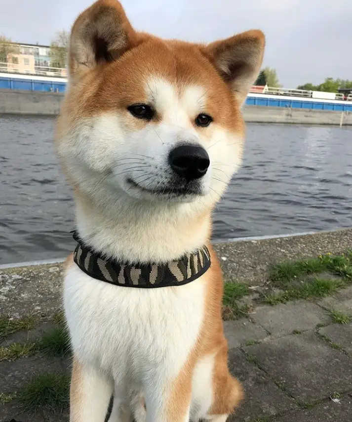 An Akita Inu sitting on the pavement by the ocean