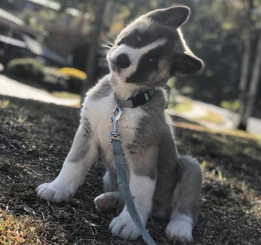 An Akita Inu standing on the ground at the park while tilting its head