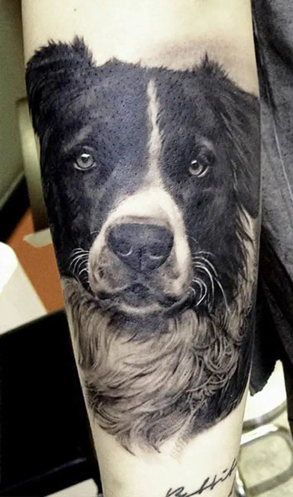 realistic black and white Australian Shepherd Dog tattoo on the forearm