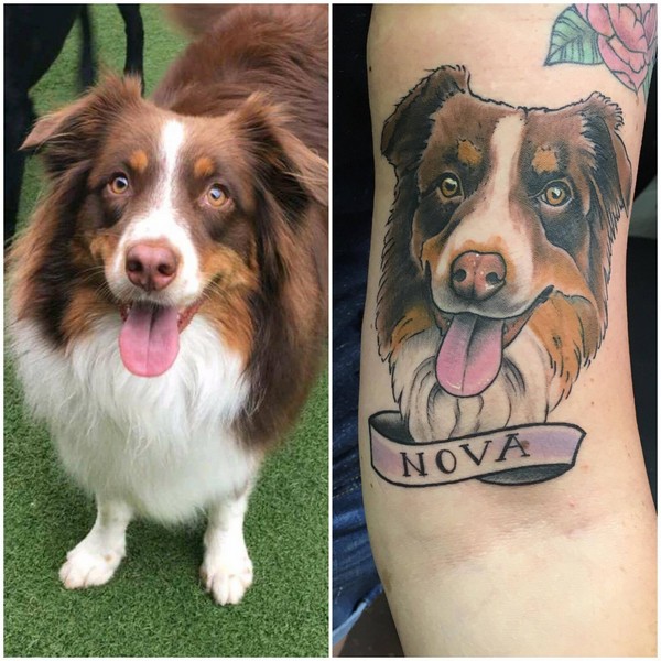 animated happy face of a Australian Shepherd Dog with banner name-Nova tattoo on the shoulder