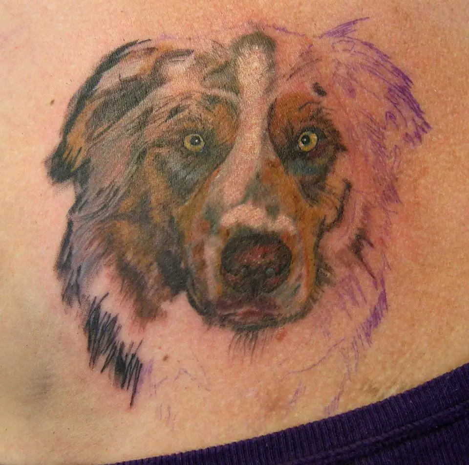 unfinished realistic face of Australian Shepherd Dog tattoo