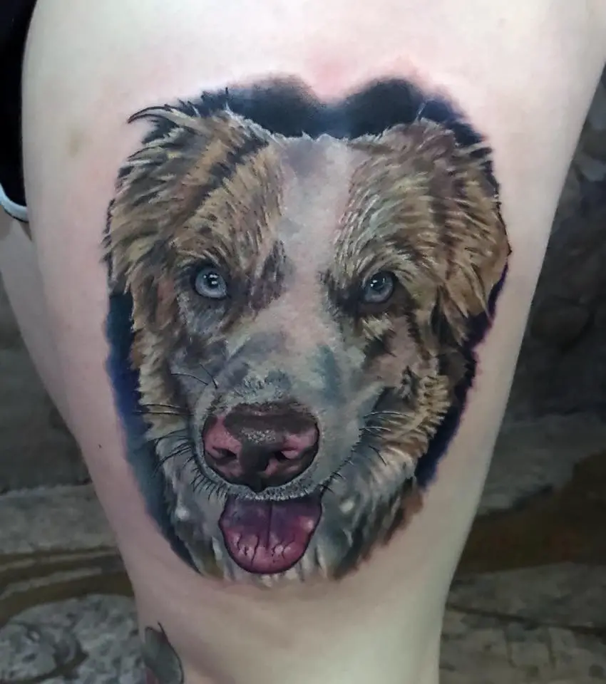 realistic furious face of Australian Shepherd Dog tattoo on thigh