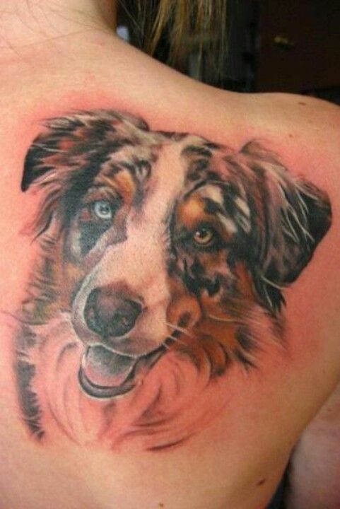 realistic face of a Australian Shepherd Dog tattoo on the back