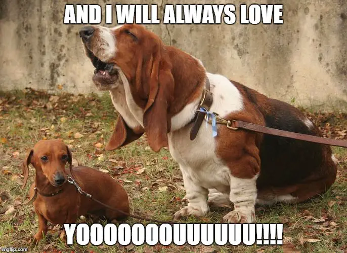 howling Basset hound while sitting on the ground with a dachshund photo with a text 