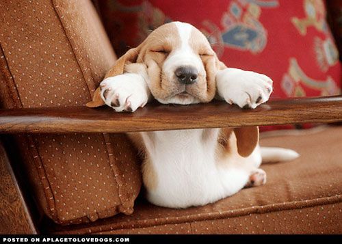 Basset Hound puppy sleeping on the couch