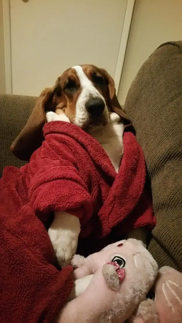 A Basset Hound wearing a red bathrobe while lying on the couch