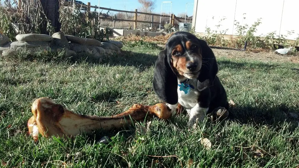 A Basset Hound puppy sitting on the grass with a large bone in front of him