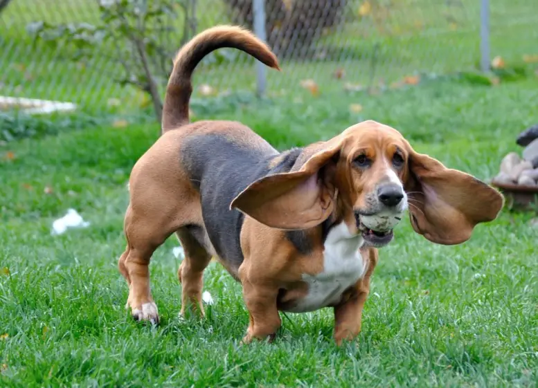 A Basset Hound running at the dog park with ball in its mouth