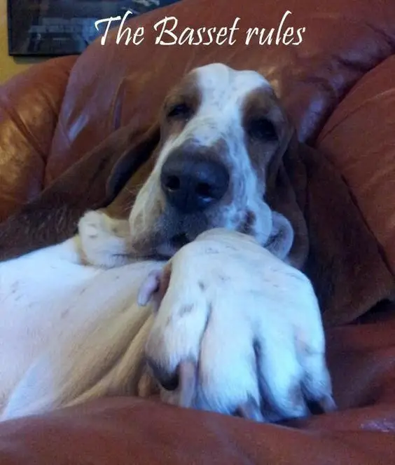 Basset Hound sitting while sleeping on the couch