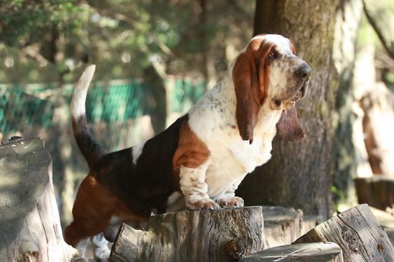 Basset Hound standing on top of a chopped wood trunk while leaning forward