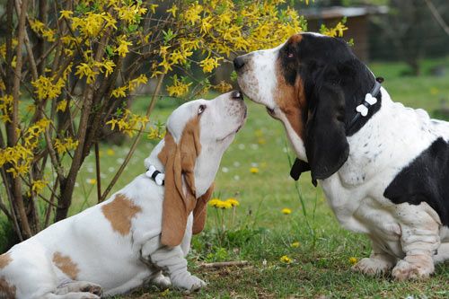 Basset Hound puppy smelling the mouth of a Basset Hound dog