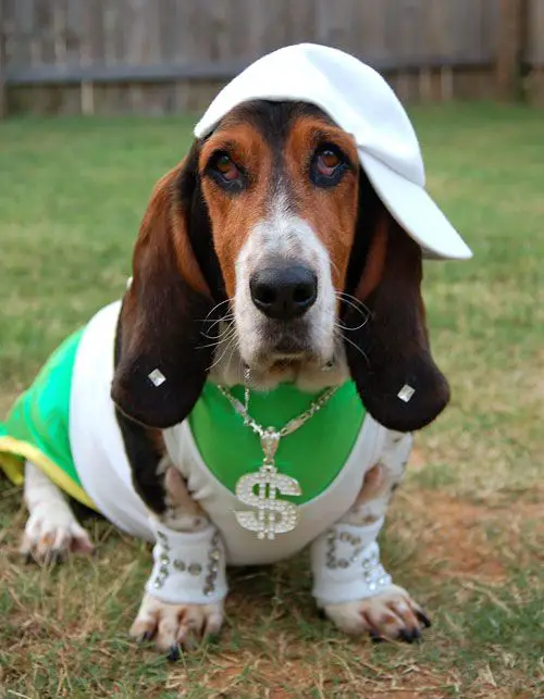 Basset Hound wearing a cool outfit while sitting on the green grass