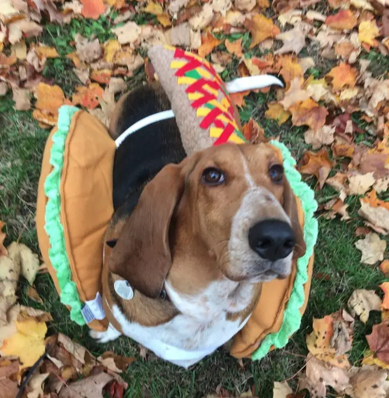 40+ Funny Basset Hounds in Halloween Costumes – Page 11 – The Paws