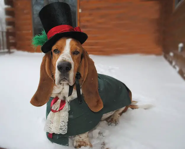 Basset Hound in stylish outfit while sitting in snow