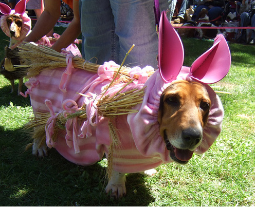 A Basset Hound wearing a piggy costume while standing on the green grass